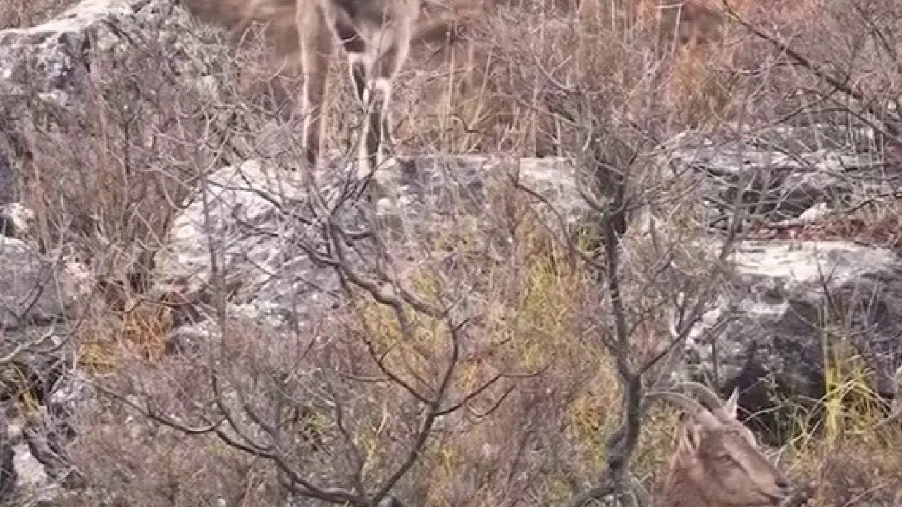 Sivas’taki vahşi yaşam, Milli Parklar kamerasına yansıdı
