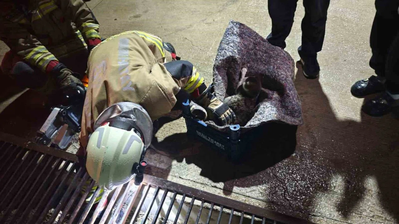 Su giderine yavrulayan anne kedi ve yavrularını itfaiye kurtardı