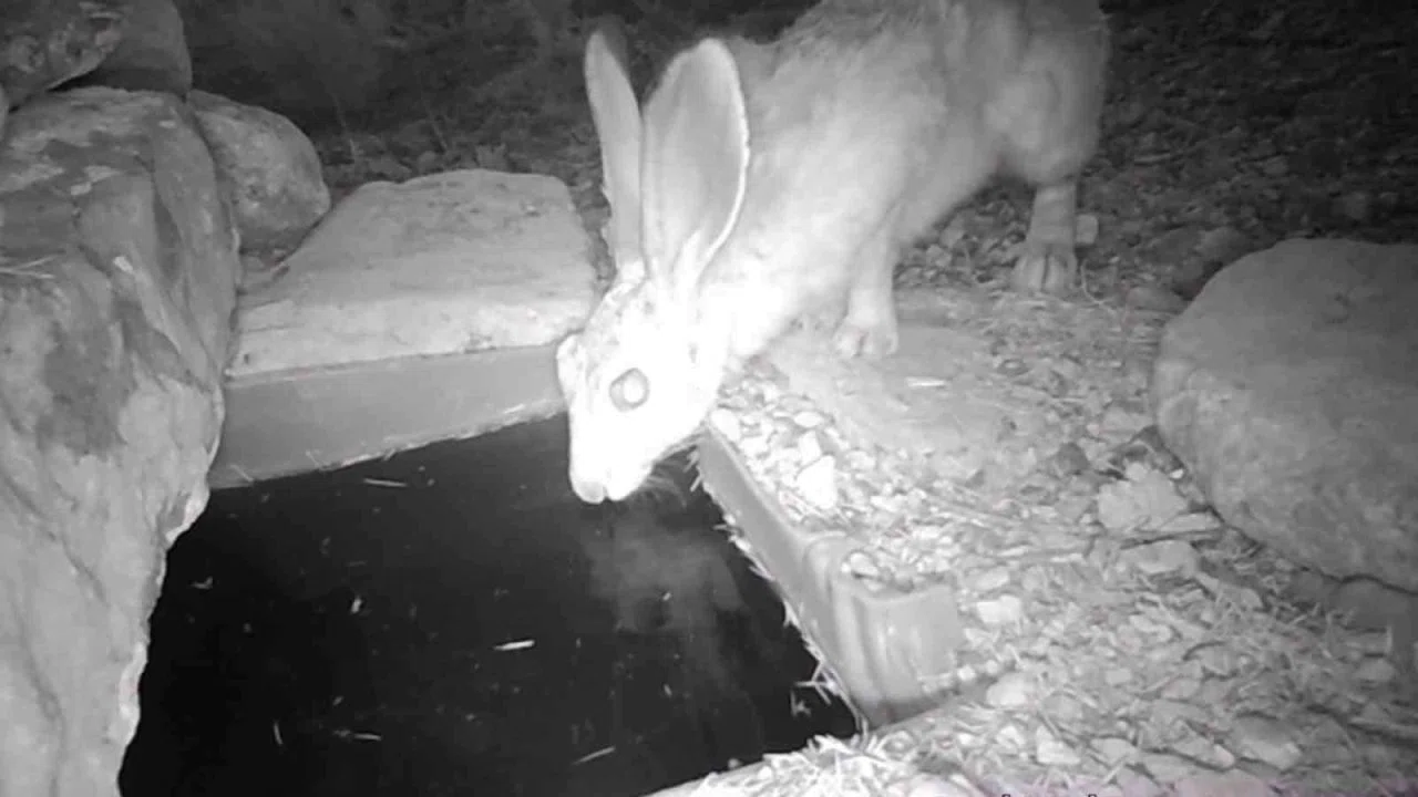 Su içen yaban hayvanları fotokapanla görüntülendi