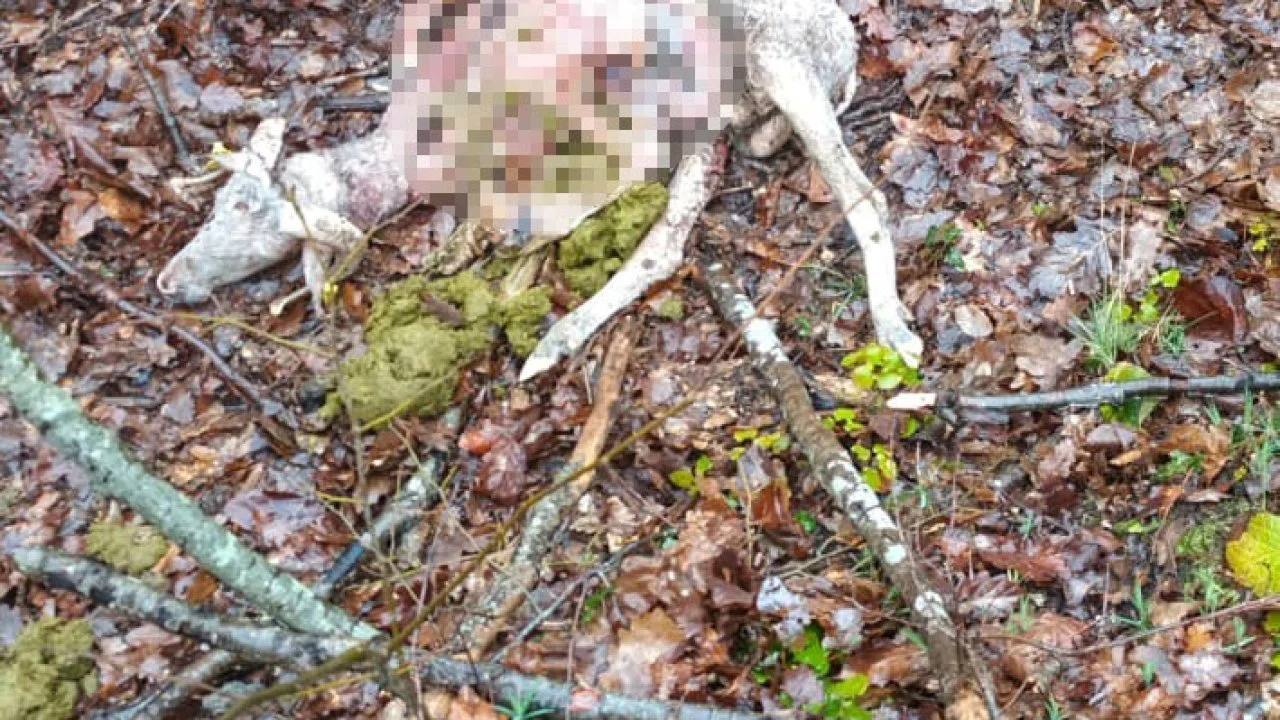 Sürüye kurt saldırdı: 18 koç ve 5 teke telef oldu