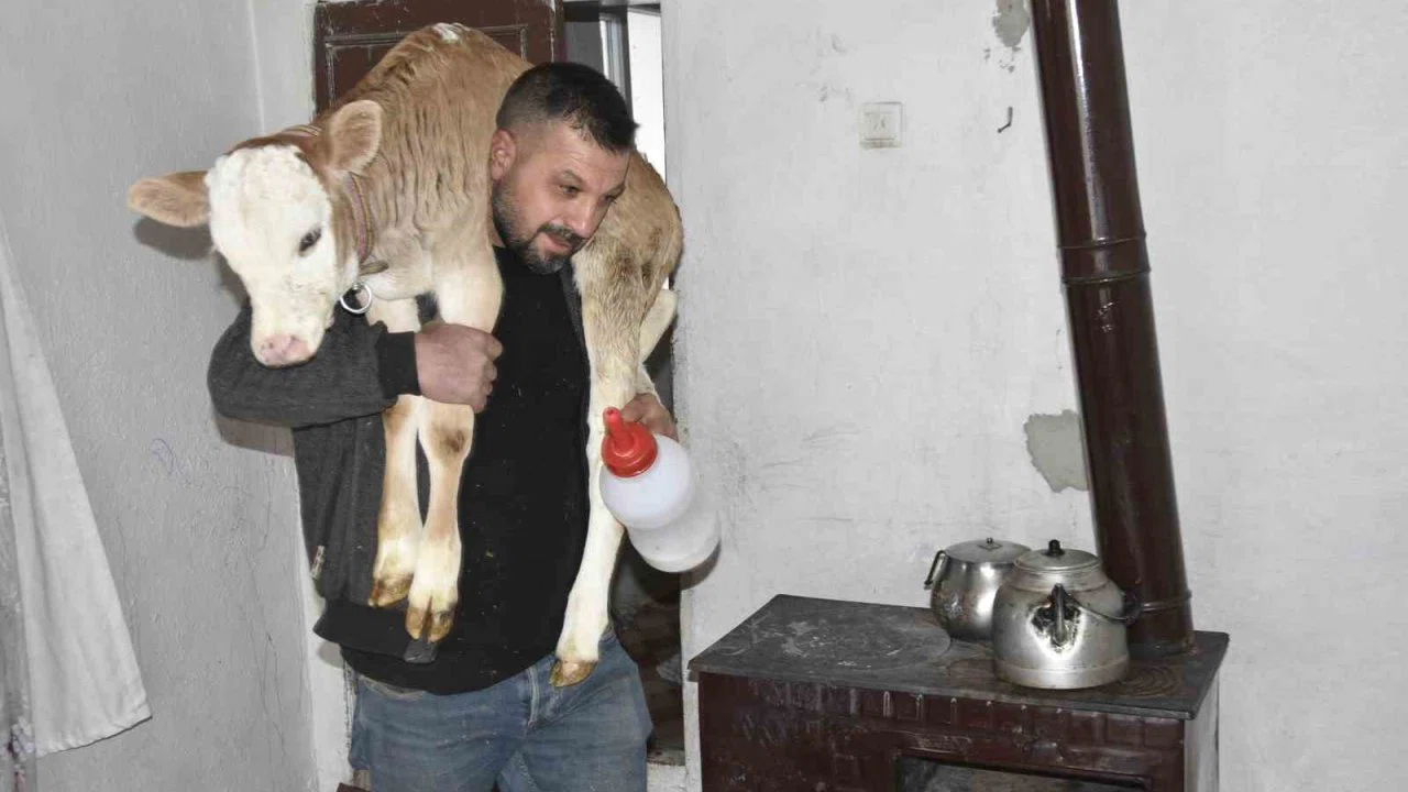 Tatvan’da hasta buzağıya evde özel bakım