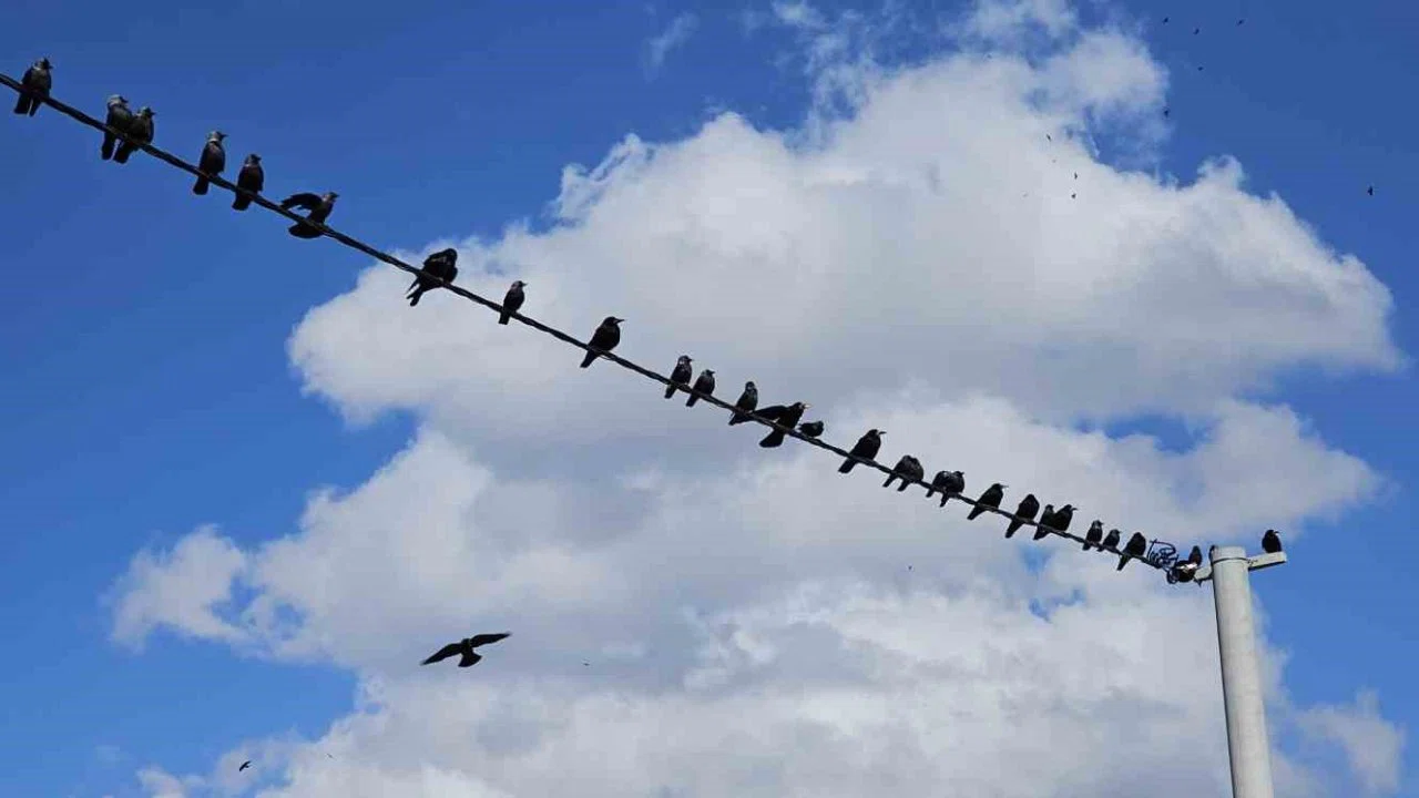 Tatvan’da sıralanan kuşlardan güzel görüntüler