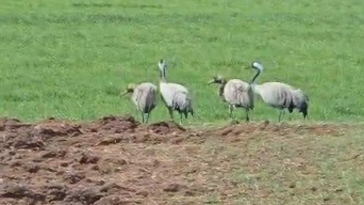 Türkülere konu olan turnalar Tunceli’de görüntülendi
