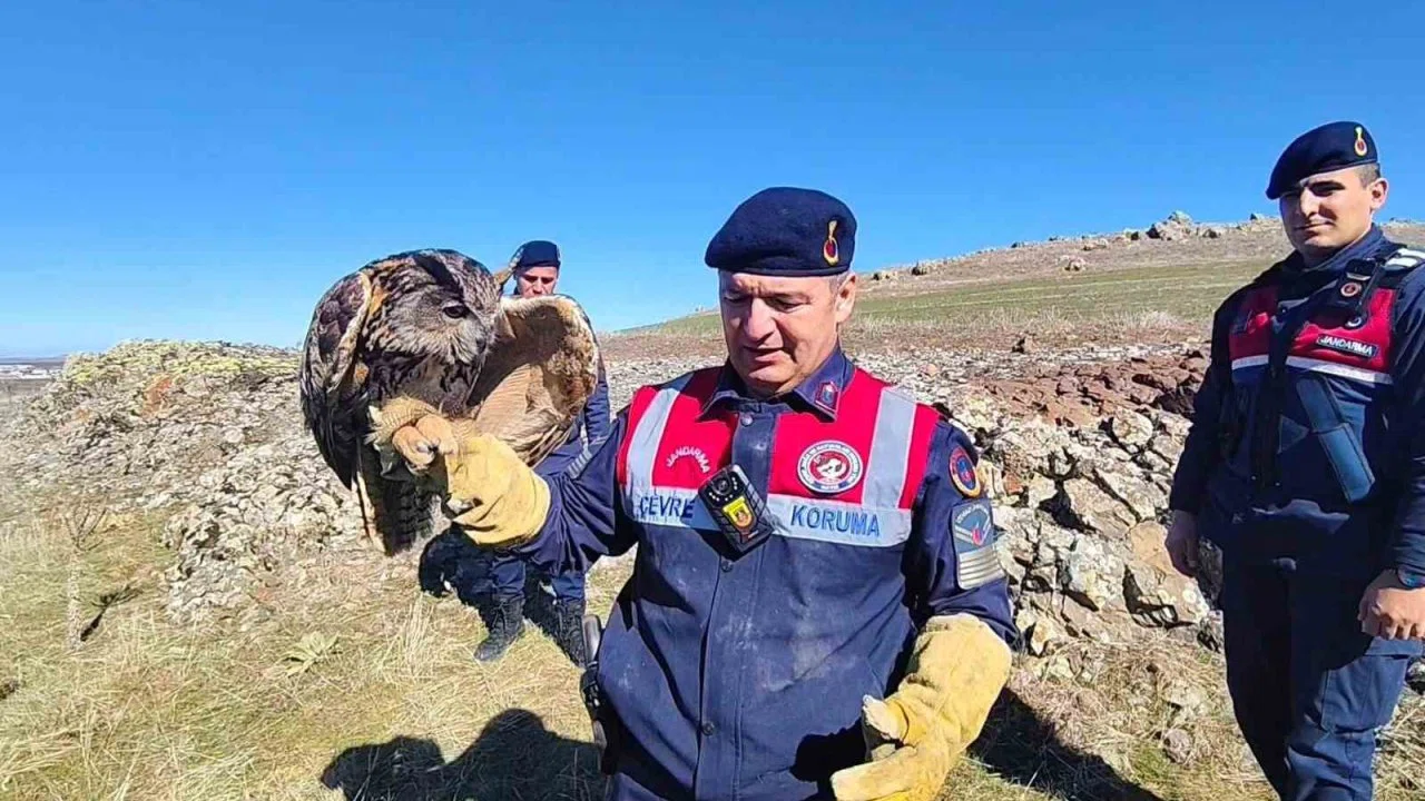 Yozgat’ta yaralı puhu kurtarıldı