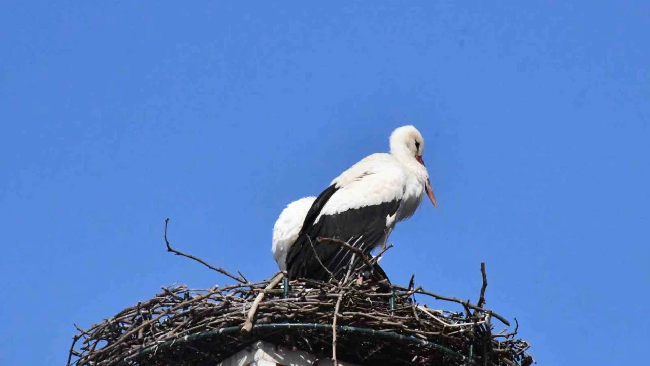 Yuva yapacak alan bulamayan leylekler yeniden İznik’te