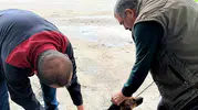 Ortaca’da sokak ve evcil hayvanlar için sağlık seferberliği: Kuduz aşısı mesaisi başladı