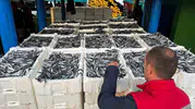 Didim’de balıkçılıkta yeni dönem: Hamsi avına sıkı takip