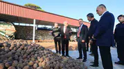 Muğla’da çam fıstığı mesaisi: Vali Akbıyık üreticinin sorunlarını yerinde inceledi