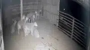 Denizli'de ağıl baskını girişimi: Kurtlar kapıya dayandı, sürünün panik anları kameraya yansıdı