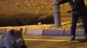Söke trafiğinde sıra dışı kurtarma: Yörük başkan yaban domuzunu böyle kurtardı
