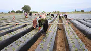 Toprakta hummalı çalışma: Aydınlı üreticiler kış çileği için sahaya indi