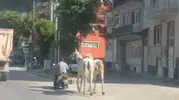 Kütahya sokaklarında tehlikeli yolculuk: Atları motosiklete bağlayıp trafiğe çıktı