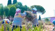 Didim'de lavanta bereketi: Belediye kendi bahçesinden hasat yaptı