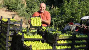 Turgutlu’nun "altın" inciri markete girmeden tükeniyor: Fiyatlar sezon sonunda tersine döndü