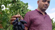 Sarıgöl'ün yeni gözdesi: Çekirdeksiz siyah üzümde ilk hasat heyecanı