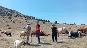 Anadolu’nun gen mirası Çay’da güvence altına alınıyor