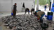 Muğla’nın bereketli toprakları ve denizleri küresel pazarda yükselişte