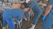 Köşk’te Hayvan Sağlığında İzlenebilirlik: Sürüler Artık Küpeyle Kimlikli