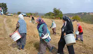 Manisa’nın gizli hazinesi: Dağlardan toplanan çitlembikler sanayiye hayat veriyor