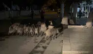 Bodrum'da geceyi hareketlendiren ziyaret: Sokaklarda domuz sürüsü paniği