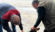 Ortaca’da sokak ve evcil hayvanlar için sağlık seferberliği: Kuduz aşısı mesaisi başladı