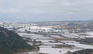 Sarıgöl'de beyaz örtülerin altındaki sessiz bekleyiş: Hasat neden durdu?