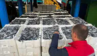 Didim’de balıkçılıkta yeni dönem: Hamsi avına sıkı takip