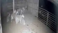 Denizli'de ağıl baskını girişimi: Kurtlar kapıya dayandı, sürünün panik anları kameraya yansıdı