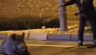Söke trafiğinde sıra dışı kurtarma: Yörük başkan yaban domuzunu böyle kurtardı
