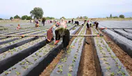 Toprakta hummalı çalışma: Aydınlı üreticiler kış çileği için sahaya indi