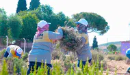 Didim'de lavanta bereketi: Belediye kendi bahçesinden hasat yaptı
