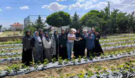 İscehisar’da toprağın yeni rengi çilek oldu: İlk mahsuller toplandı