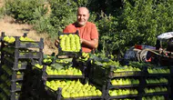 Turgutlu’nun "altın" inciri markete girmeden tükeniyor: Fiyatlar sezon sonunda tersine döndü