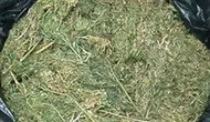 Bağ evini uyuşturucu tarlasına çevirmişti: Jandarmadan nefes kesen baskın