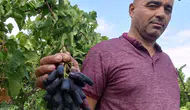 Sarıgöl'ün yeni gözdesi: Çekirdeksiz siyah üzümde ilk hasat heyecanı