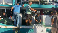 Didim sularında hamsi mesaisi: Gelecek nesiller için sıkı denetim