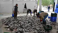 Muğla’nın bereketli toprakları ve denizleri küresel pazarda yükselişte