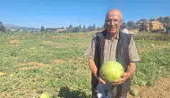 Geçmişin tadı Sarıgöl topraklarında yeniden hayat buluyor: Ata tohumuna sadakat
