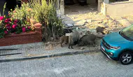 Kuşadası’nda gündüz vakti şok baskın: Sokak aralarını domuz sürüsü bastı