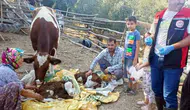 Muğla'da buzağı ölümlerine karşı 7/24 ihbar hattı: İlk 24 saat hayati önem taşıyor