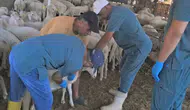 Köşk’te Hayvan Sağlığında İzlenebilirlik: Sürüler Artık Küpeyle Kimlikli