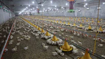Devletten aldığı destekle ikinci çiftliğini açtı