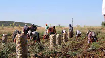 Sandıklı tarlalarında hasat mesaisi: Üretici bu sezon kazancından memnun