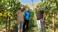Sarıgöl’de bağcılıkta büyük gün: İlk mahsuller için sahaya indiler