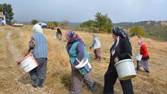 Manisa’nın gizli hazinesi: Dağlardan toplanan çitlembikler sanayiye hayat veriyor