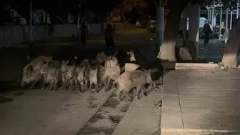 Bodrum'da geceyi hareketlendiren ziyaret: Sokaklarda domuz sürüsü paniği