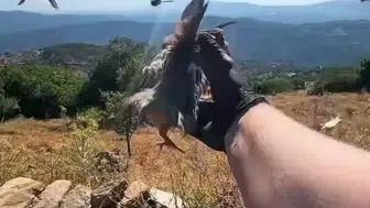 Aydın’ın yaban hayatına kanat çırpan destek: Kınalı keklikler doğaya bırakıldı