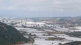 Sarıgöl'de beyaz örtülerin altındaki sessiz bekleyiş: Hasat neden durdu?