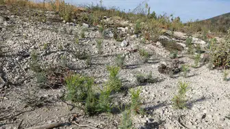 Manisa’nın kalbindeki yaralar sarılıyor: Seyitoba’da fidanlar toprakla buluşmaya hazırlanıyor