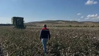 Aliağa’da tarlalar beyaza büründü: Çiftçinin yıl boyu süren emeği hasada dönüştü